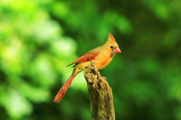 photo of a female cardinal perching on a broken wooden branch.