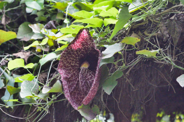 istock Beautiful tropical flowers botany visit 1179643613