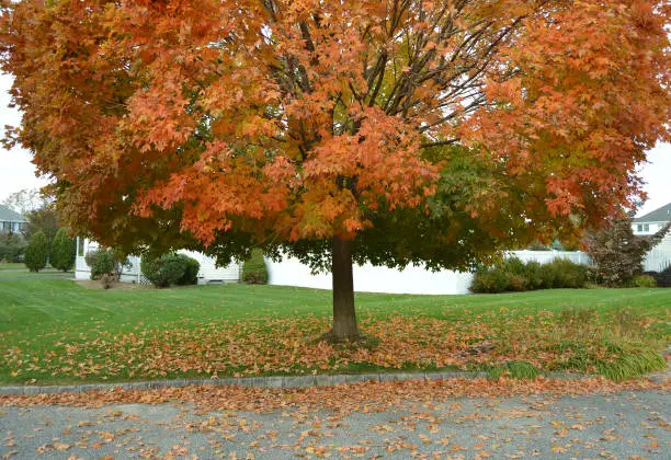 Autumn Maple Tree with orange leaves on branches and on the grass and street beneath it.