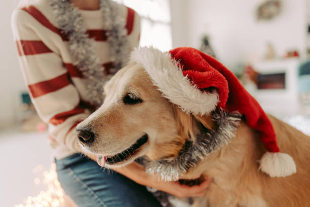 istock Christmas day with my dog 1179643698