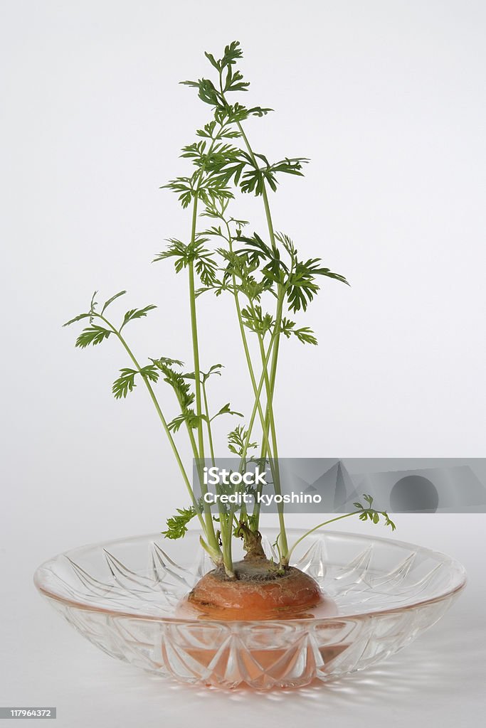 Isolated shot of carrot top on white background The new leaf of the carrot isolated on white background. Carrot Top - Vegetable Part Stock Photo
