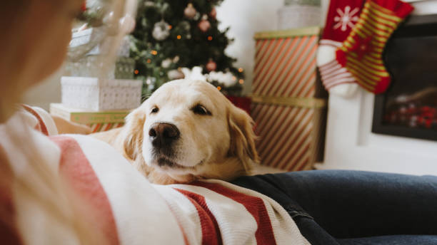 istock Christmas atmosphere in our home 1179643720