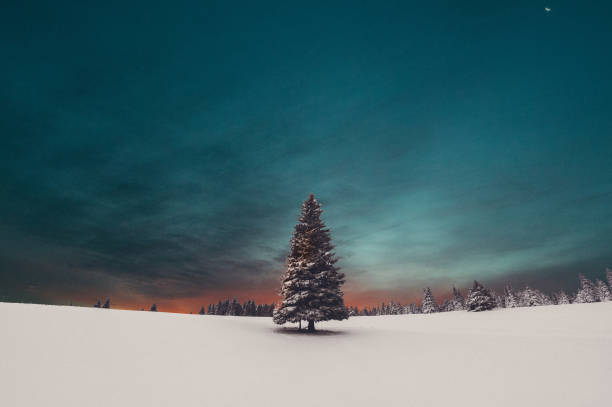 lever de soleil d'arbre de noel - landscape cold tree pine photos et images de collection