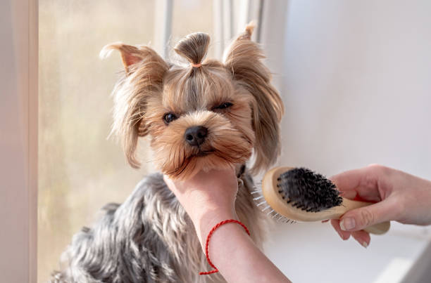 mujer cepillando su yorkshire terrier - terrier de yorkshire peine fotografías e imágenes de stock