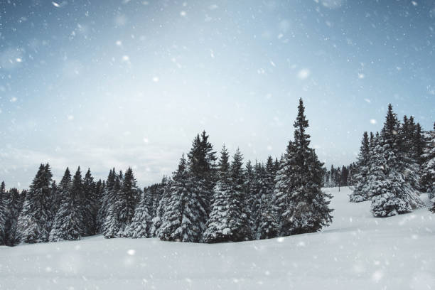 istock Snow Storm Over Christmas Trees 1179643889