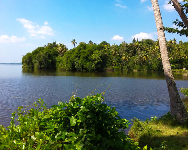 lago naturale bellissimo e mangrovie - kollam foto e immagini stock