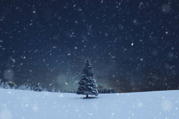 tempête de neige d'arbre de noel - landscape cold tree pine photos et images de collection