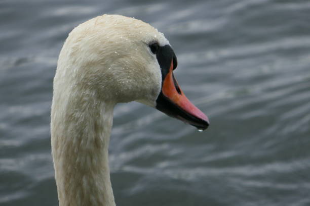 A wet swan head with water as a background.