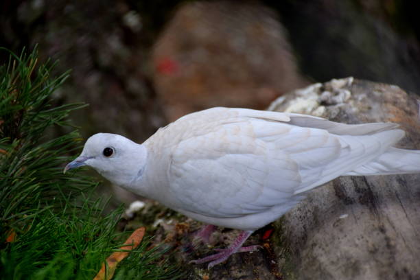 istock A beautiful pearl white dove with extremely clean feathers sitting on a small log or tree branch and looking to the left seen during a sunny summer day in Poland during a hike on a Polish countryside 1179645286