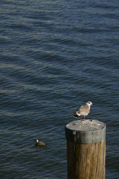 istock Gull on a pole by the water. 1179645889