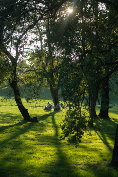 istock Autumn scenery in the forest 1179645971