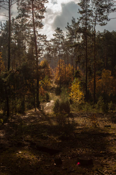 istock Autumn scenery in the forest 1179646035