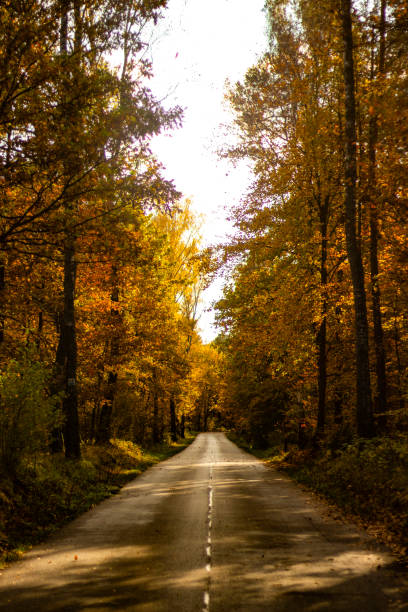 istock Autumn scenery in the forest 1179646171