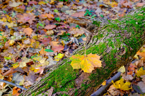 istock Wonderful autumn colours 1179646540