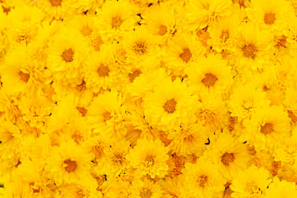 istock Summer/autumn blossoming chrysanthemum flowers yellow background 1179647391