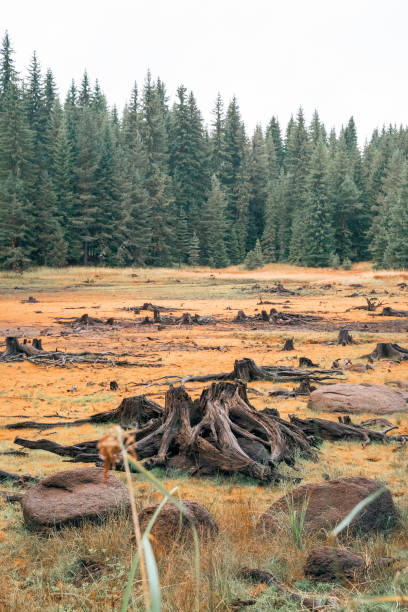istock Nature. Think twice. Environmental damage and being conscious about it. 1179647552