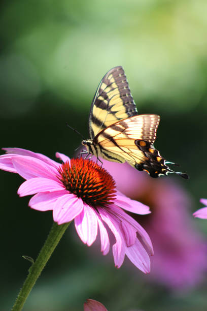 Tiger Swallowtail butterfly on purple wildflower
