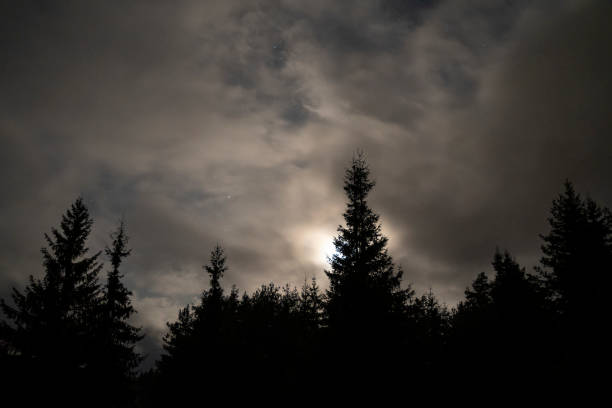 istock POV. Night sky over pine trees, bright starry sky and the Milky way. 1179647657