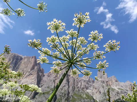 white chervil wild flower in mountain with blu sky