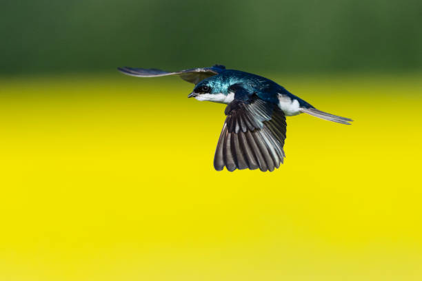 Beautiful blue bird flying. Yellow background.