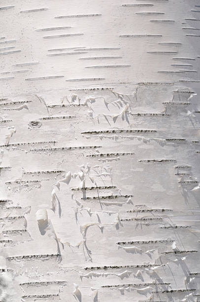 자작나무 - birch bark birch tree textured 뉴스 사진 이미지