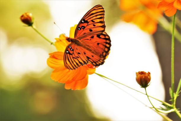 istock Orange Butterfly on yellow cosmos flower 1179650315
