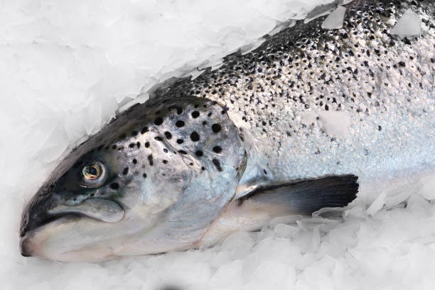 istock Fresh Norwegian salmon on ice in supermarket 1179651270