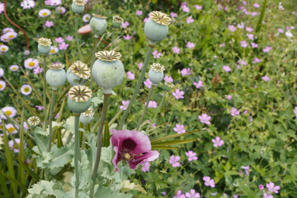 opium mohn kapseln und blumen in einem garten - poppy flower opium poppy formal garden stock-fotos und bilder