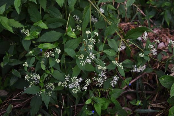 istock Eupatorium makinoi (Boneset) flowers 1179652839