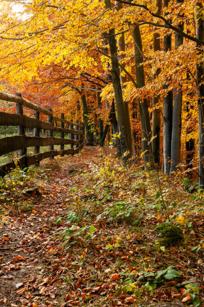 istock Beautiful landscape with magic autumn trees and fallen leaves 1179653891