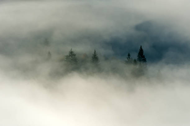 istock Autumn forest on the mountain slope with fog 1179653957