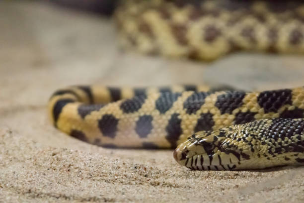 istock Close up of Snake in Sand 1179654279