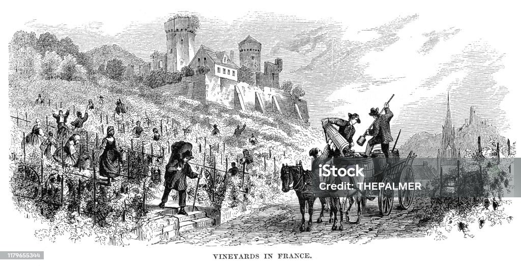 Vignoble en France gravure 1868 - Illustration de Vignoble libre de droits