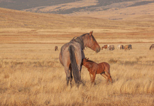 istock Wild Horse Mare and Foal 1179656971