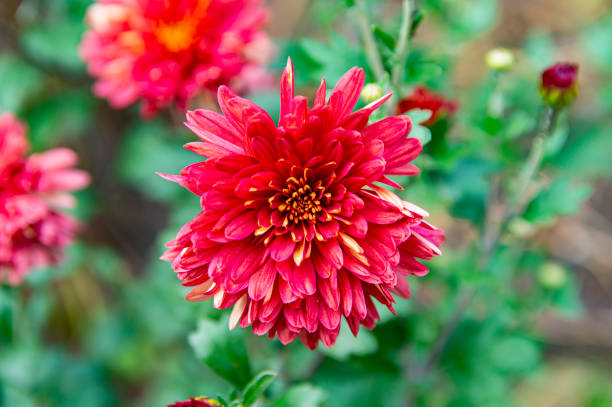istock Red autumn garden flowers are blooming. 1179657620