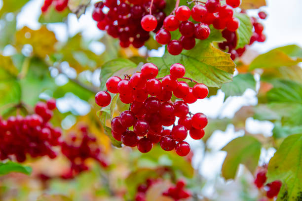 istock Fruits of viburnum on a tree branch. 1179657629