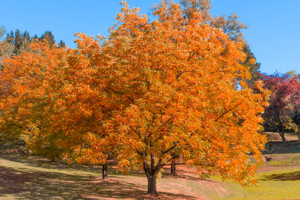 istock Lonely autumn tree with golden leaves in the forest 1179659148