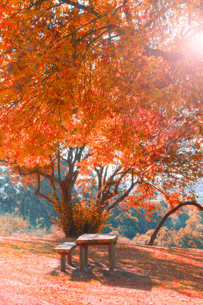 istock A wooden bench and a table in a park under a tree with red autumn foliage on a hill 1179659249