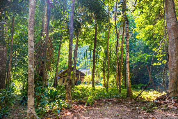 istock View of house among tropical jungle forest 1179660259