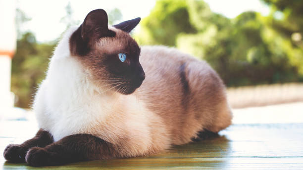 Siamese cat sunbathing at house balcony Siamese cat sunbathing at house balcony siamese cat stock pictures, royalty-free photos & images