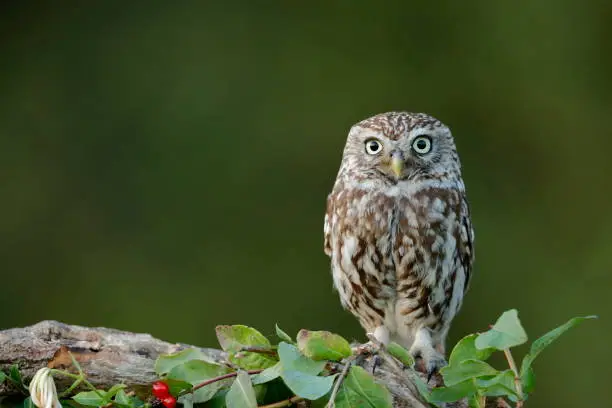 Photo of The little owl