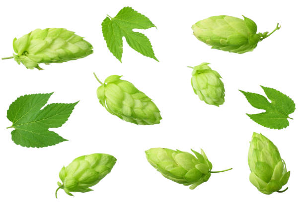 istock Green hops with green leaves isolated on a white background. top view 1179663320