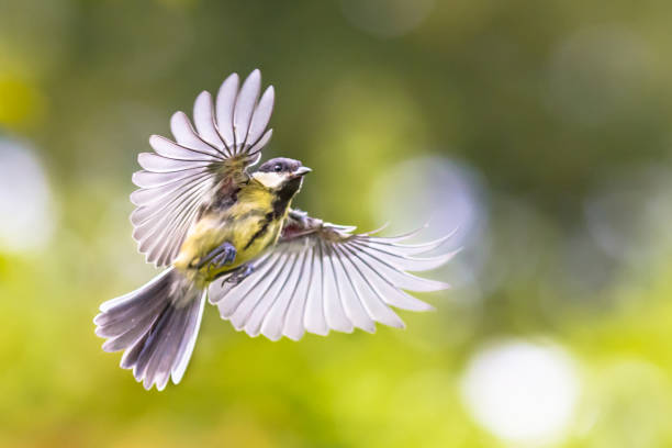 Bird in Flight. Great tit (Parus major) just before landing with visible stretched wings and spread feathers on green background