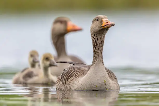 Photo of Greylag goose family