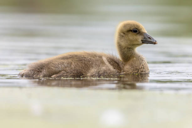 istock Greylag goose gosling 1179665238
