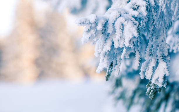 istock snowy fir trees 1179665456