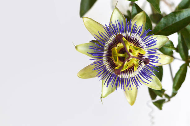istock Blue passion flower close up 1179665569