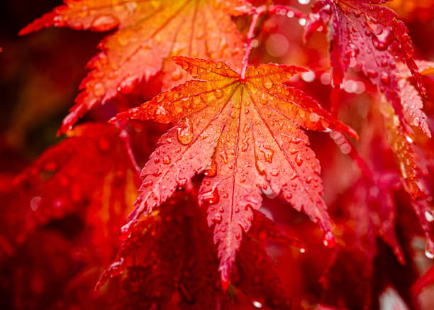 feuille d'érable japonaise dans la pluie d'automne - japanese maple leaf water japan photos et images de collection