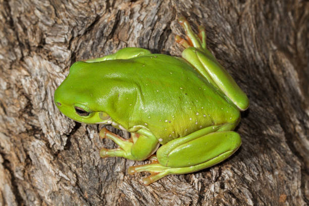 rana árbol verde - whites tree frog fotografías e imágenes de stock