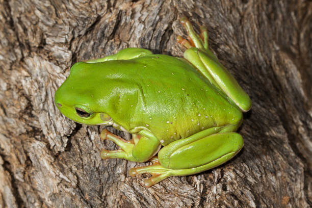 녹색 나무 개구리 - whites tree frog 뉴스 사진 이미지